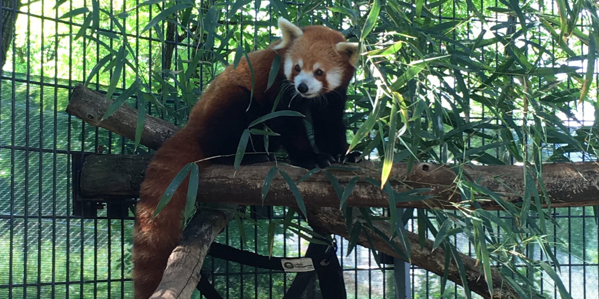 National Zoo announces unexpected death of 4yearold red panda WTOP News
