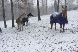 Kelly Dorsey Noe sent in this photo of her horses in southern Fauquier County. (Kelly Dorsey Noe via Twitter) 