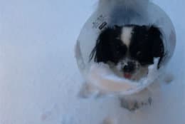 Jackie Dustin of Stafford sent this photo of her small dog dealing the the snow, and a cone. (Courtesy Jackie Dustin)