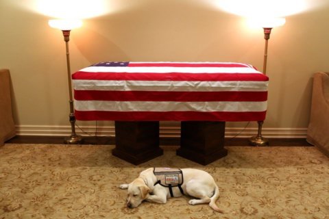 ‘Mission complete’: Sully the service dog to accompany Bush one last time