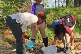 Students in Groundwork. D.C.'s youth programs use ANS' Creek Critters app to see what lives in the Watts Branch during the summer of 2016. (Courtesy ANS)