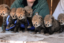 All seven cheetah cubs have had their first set of shots and are doing well, the zoo said. (Courtesy Richmond Metro Zoo)