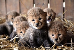 "This is a very special birth to us, because not only is it a big boost to the captive population but a cheetah having seven cubs only happens 1 percent of the time," a zookeeper says. (Courtesy Richmond Metro Zoo)