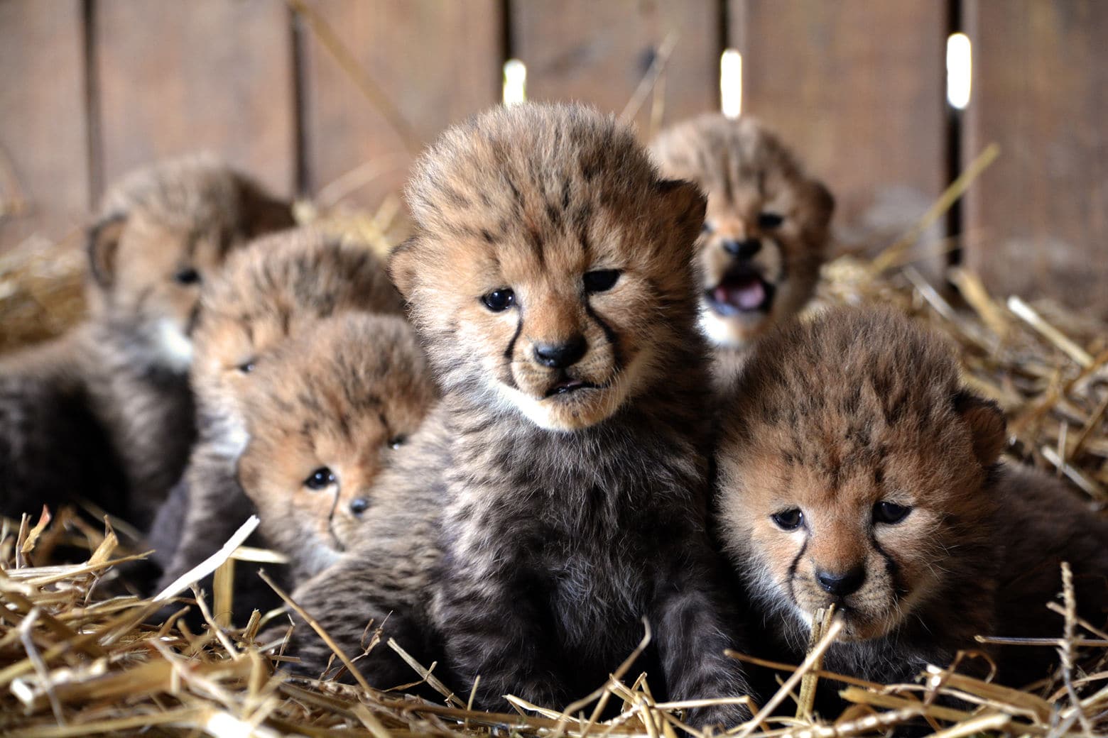"This is a very special birth to us, because not only is it a big boost to the captive population but a cheetah having seven cubs only happens 1 percent of the time," a zookeeper says. (Courtesy Richmond Metro Zoo)