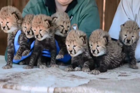 Spotted: Cheetah cub septuplets make 1st appearance in Richmond zoo video