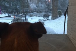 A dog looks out at the snow in Lake Barcroft. (Caroline Powers via Twitter)