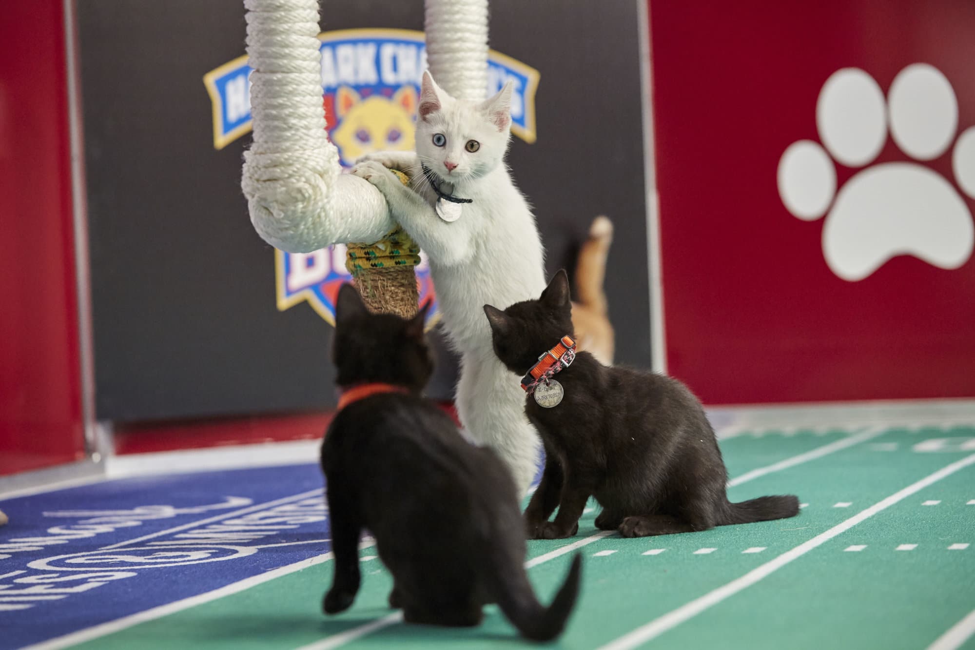 Meet DC area ‘cat-letes’ that will play in Sunday’s Kitten Bowl | WTOP