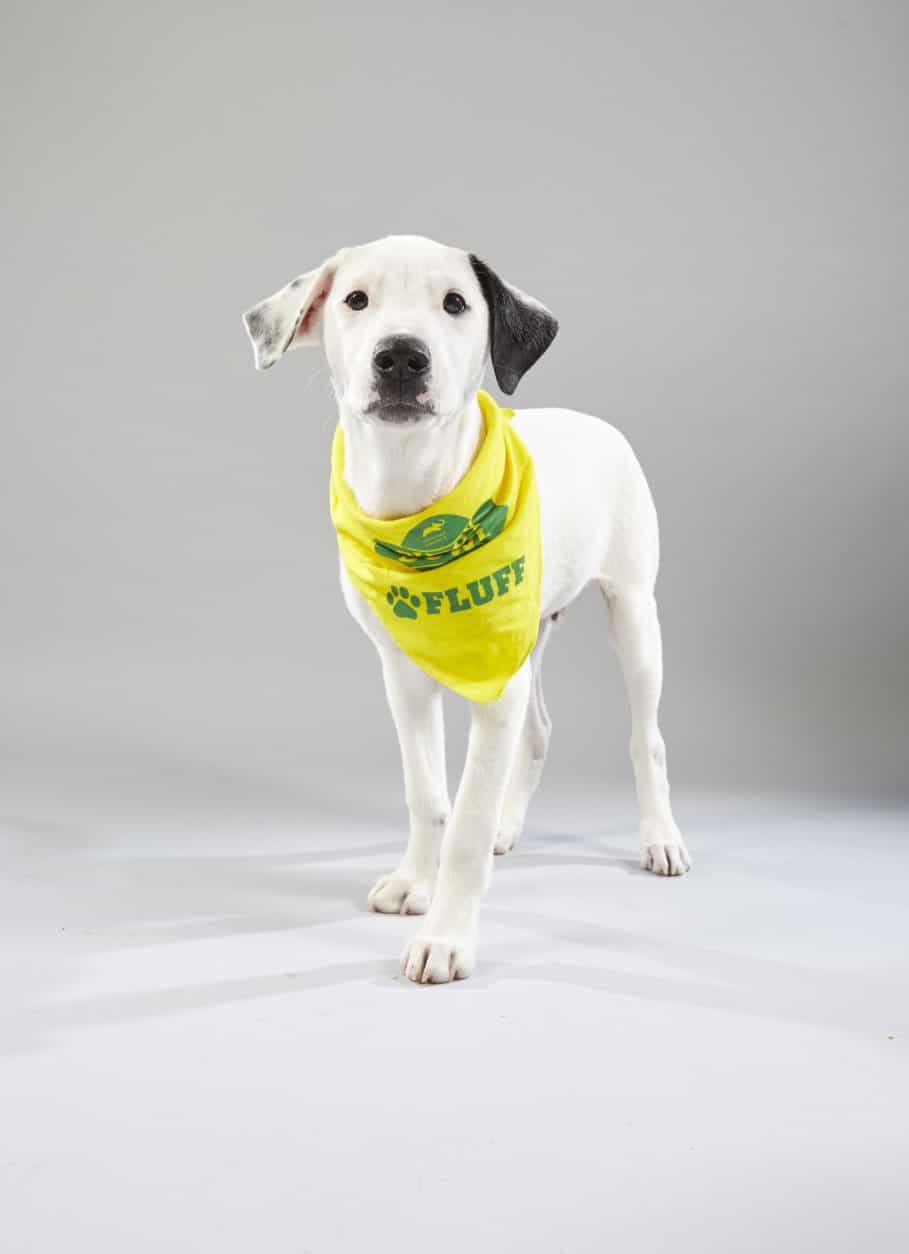 Puppy Bowl XV: See the starters for ‘Team Ruff’ and ‘Team Fluff