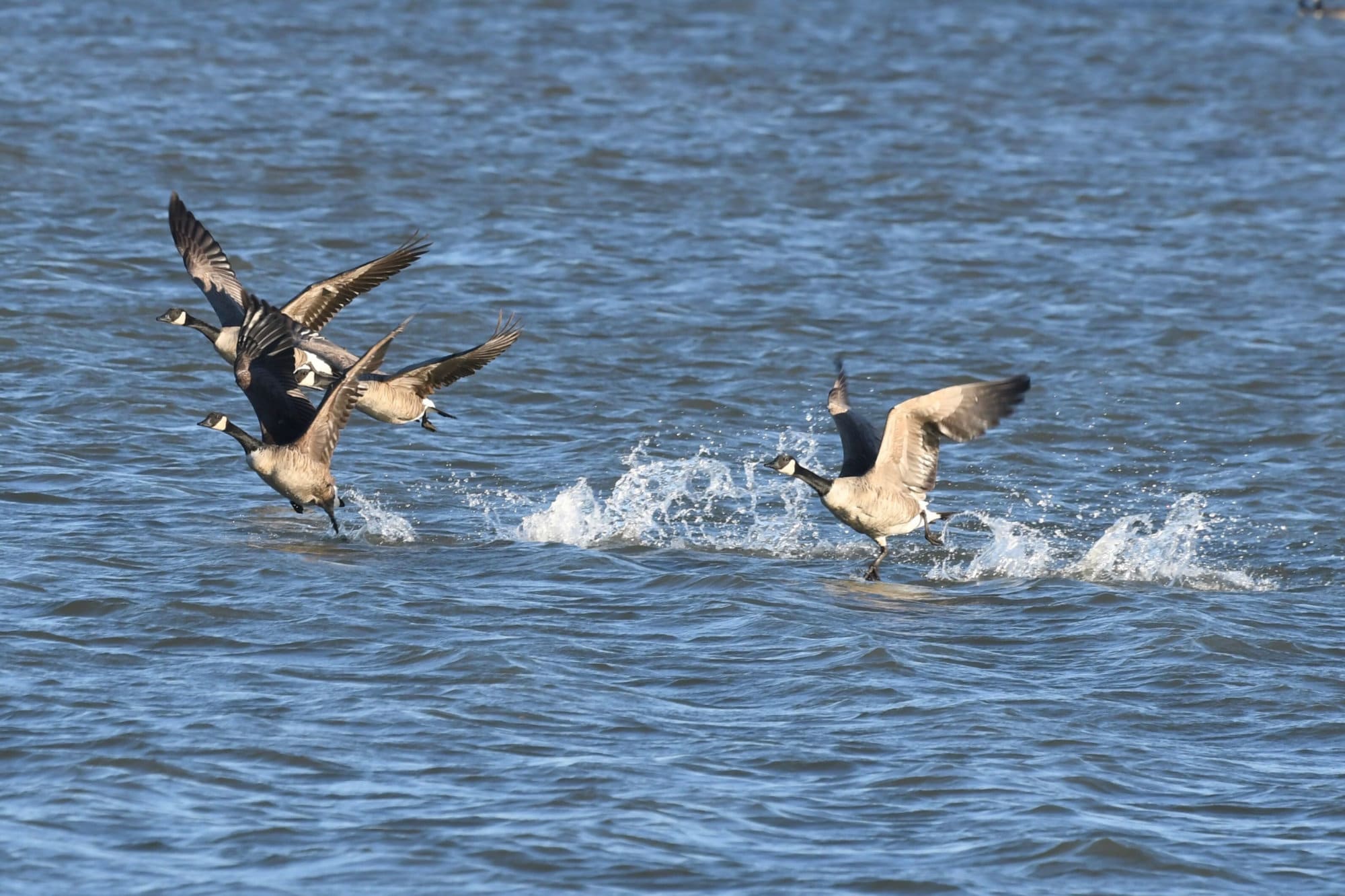 Canada Geese on the Potomac River. (WTOP/Kate Ryan)