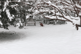 Here's DeeDee taking in a winter wonderland in Nokesville, Virginia. (Courtesy K. Cash)
