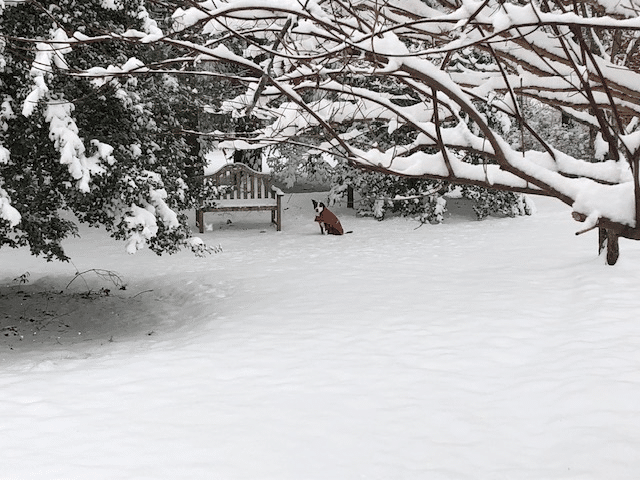 Here's DeeDee taking in a winter wonderland in Nokesville, Virginia. (Courtesy K. Cash)