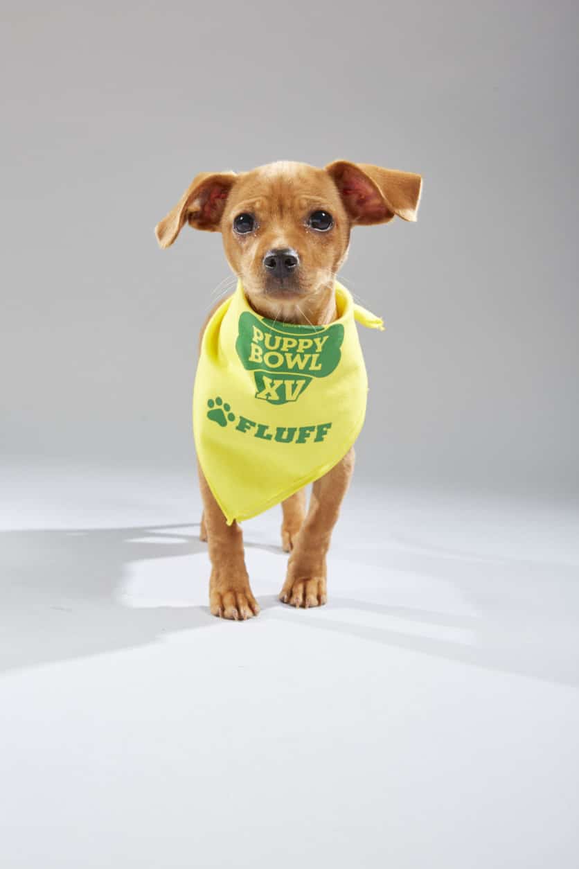 Puppy Bowl XV: See the starters for ‘Team Ruff’ and ‘Team Fluff
