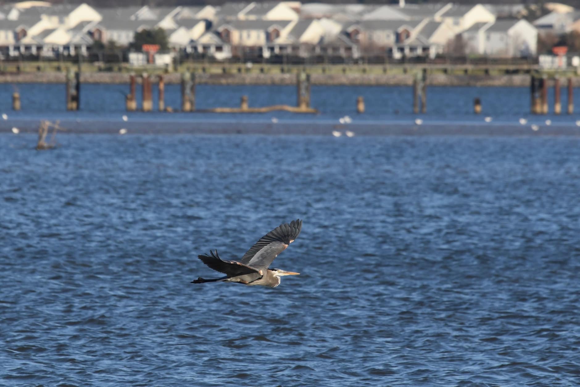 A Great Blue Heron on the Potomac River. The Chesapeake Bay maintained a C rating in the category of wetland where herons hunt in the 2018 State of the Bay report. (WTOP/Kate Ryan)