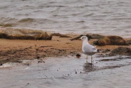A gull searches for food along the shoreline in the Chesapeake Bay watershed. (WTOP/Kate Ryan)