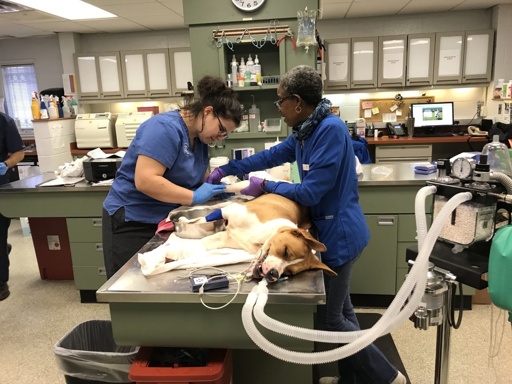 The dog had injuries to all four legs; when it was brought in for medical treatment, one of its digits had to be amputated and a leg may also need to be amputated. (Courtesy Humane Rescue Alliance)