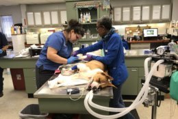 The dog had injuries to all four legs; when it was brought in for medical treatment, one of its digits had to be amputated and a leg may also need to be amputated. (Courtesy Humane Rescue Alliance)