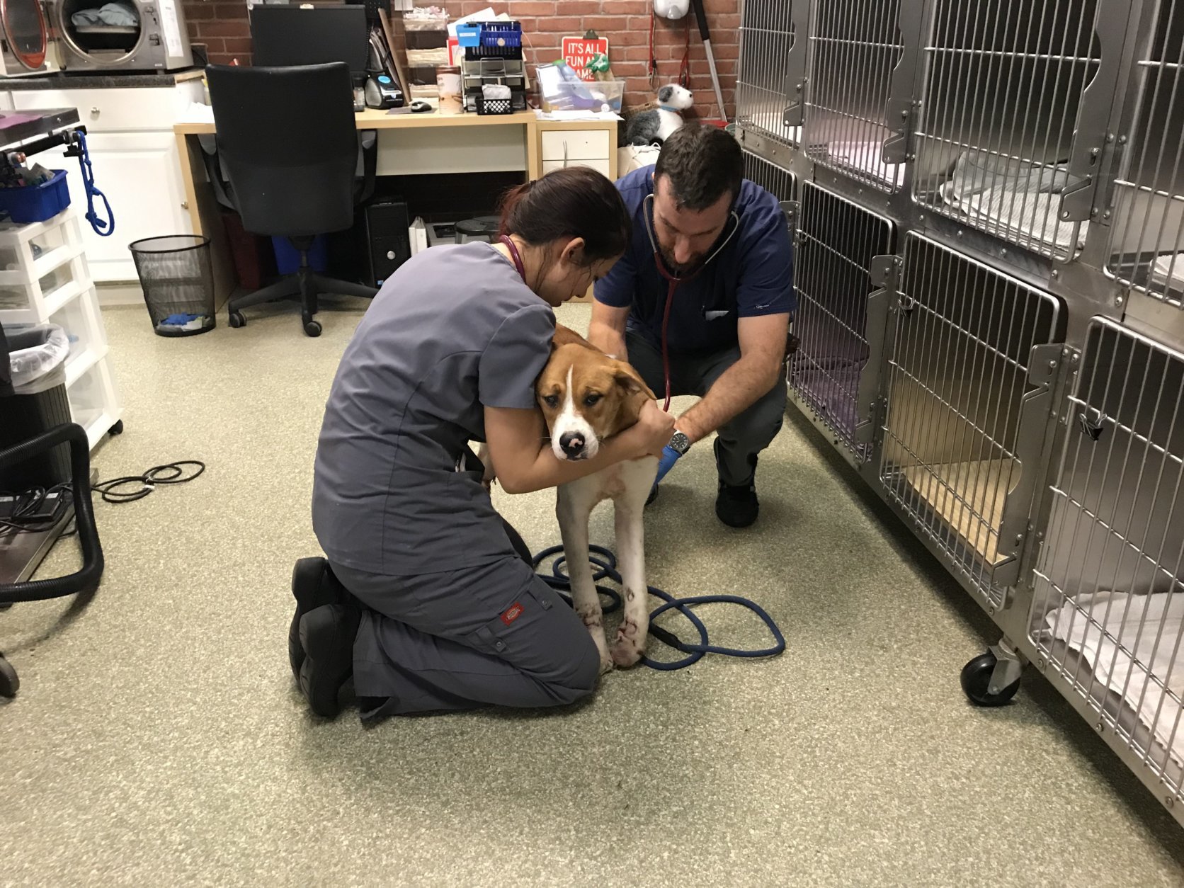  Now, the Humane Rescue Alliance said the dog has been treated for severe injuries and the man has been arrested this week. (Courtesy Humane Rescue Alliance)