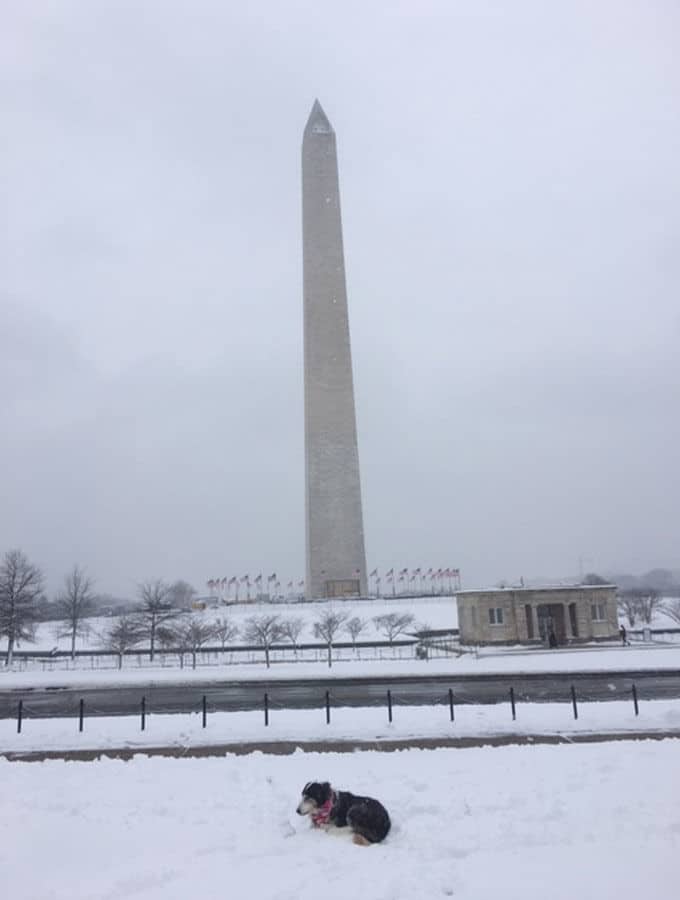 Haley the Dog chills by the Washington Monument on Monday, Jan. 14, 2019. (Courtesy Eric Hauser)