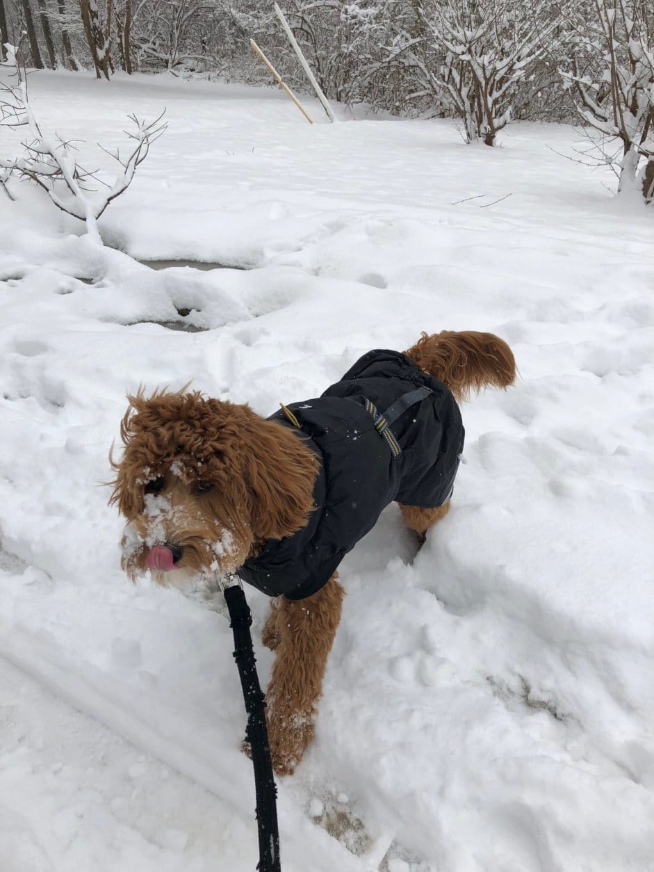 This is Gus. Early reporting suggests Gus is a good boy who's enjoying the snow in Bethesda. (WTOP/Keara Dowd) 