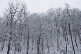 Snow covered trees make a great wintertime image. (WTOP/Dave Dildine)