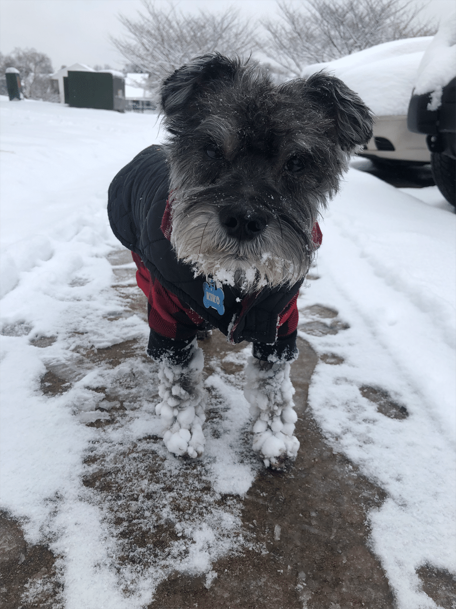 Kiko, from Woodbridge, Virginia, is up to snow good! (Courtesy Kim Phan)