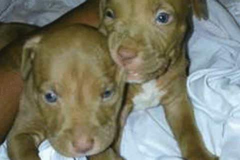 1 of 2 stolen DC puppies found