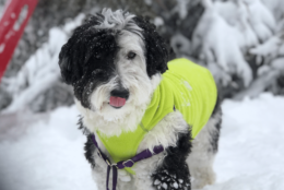 Meet Bear the Sheepadoodle, enjoying his time outdoors in Silver Spring. That area of Maryland saw over 10 inches of snow. (Courtesy Rachel Rushforth)