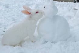 Talk about a snow bunny! (Courtesy Dee D)