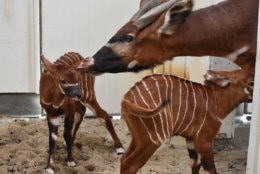 Two Eastern bongos went into labor around the same time and welcome two baby bongos the day after Christmas. (Courtesy Virginia Zoo) 