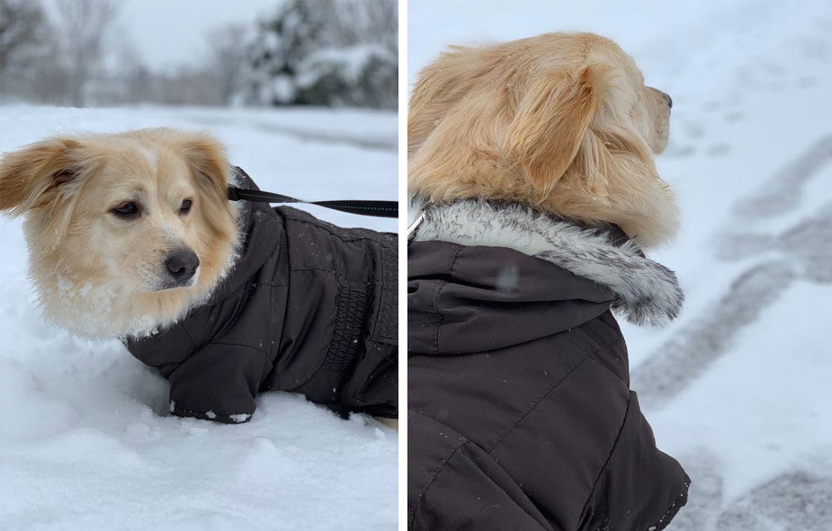 This dog shows off a wonderful coat in Ashburn, Virginia. (Courtesy Mehdi Farzad)