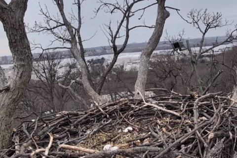 More eagle cam drama: Liberty abandons eggs, takes up with yet another male suitor