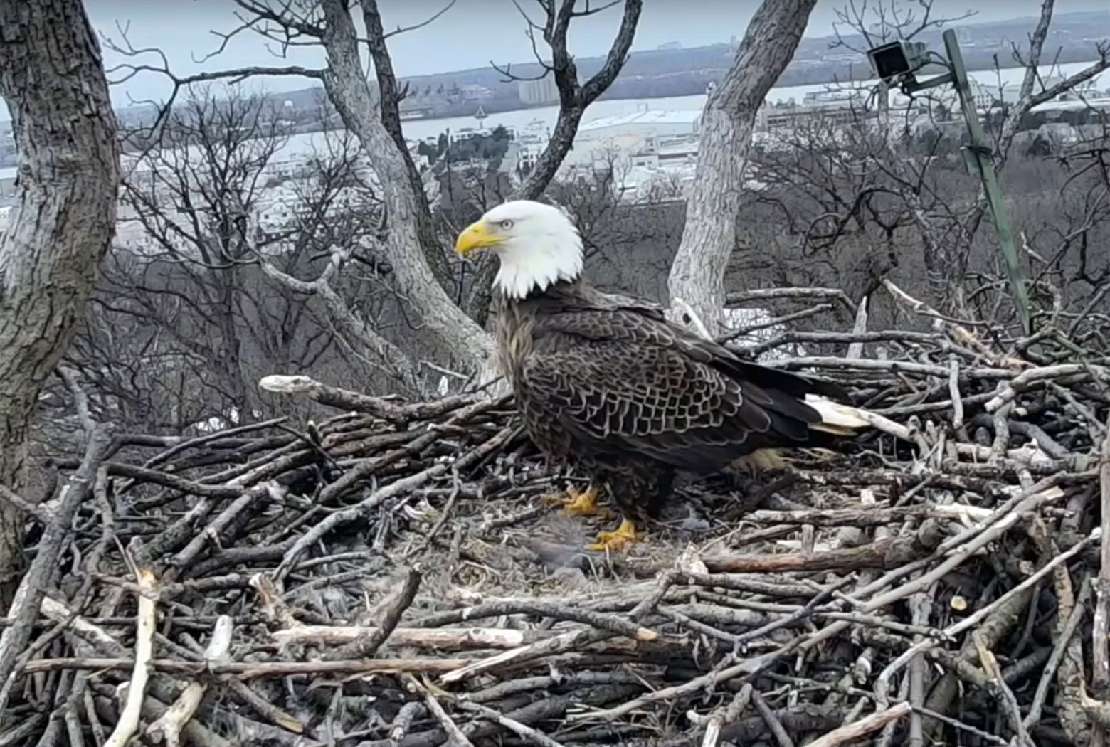 Justice, the missing male bald eagle from the Earth Conservation Corps Eagle Cam, has returned. (Courtesy Earth Conservation Corps)