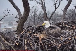 Bald eagle liberty laid her first egg of 2019 on Tuesday. But her longtime partner, Justice, hasn't been seen in days. (Courtesy Earth Conservation Corps)