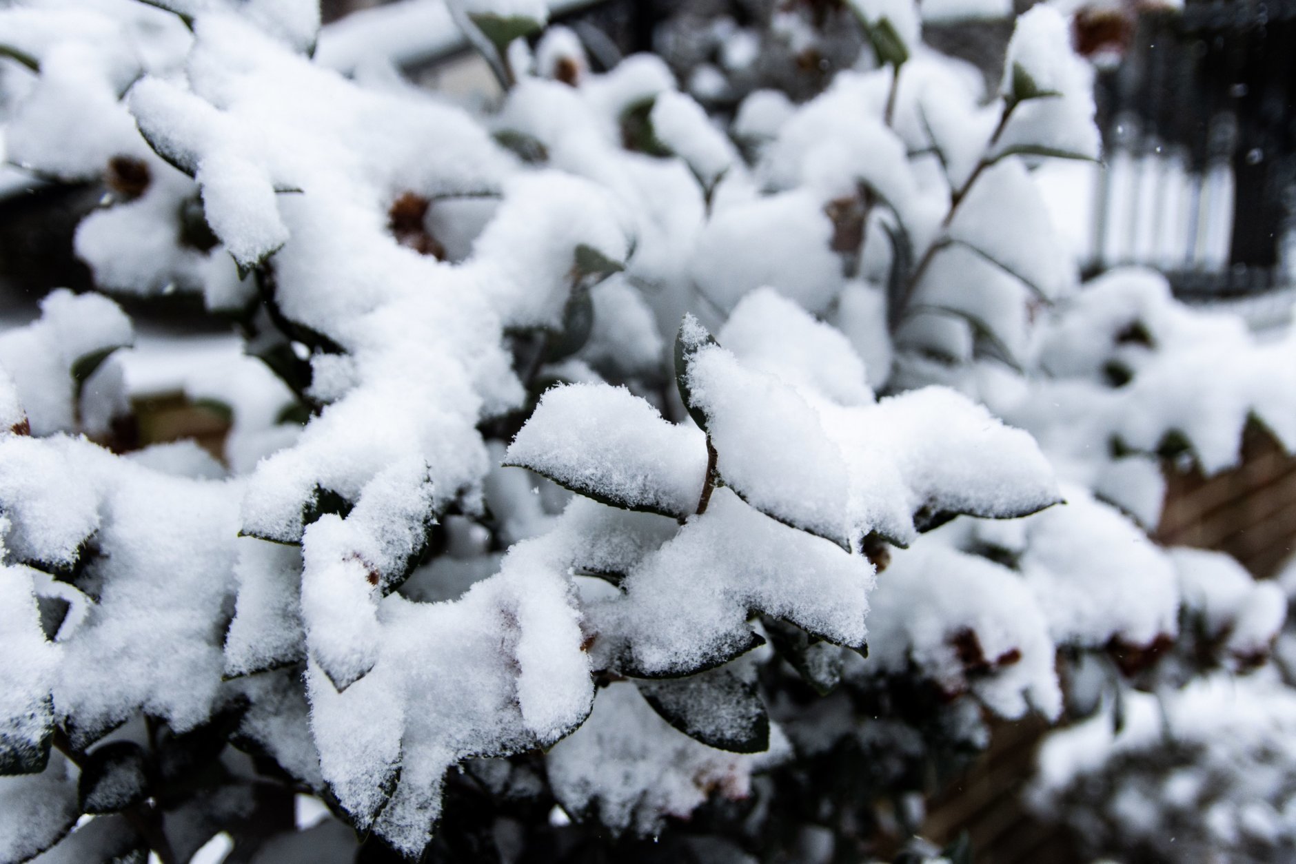 Snow accumulates on a plant in D.C.’s Kalorama neighborhood. (WTOP/Alejandro Alvarez)