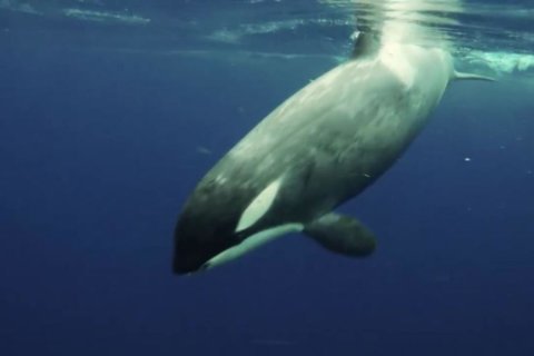 WATCH: Scientist films encounter with killer whale