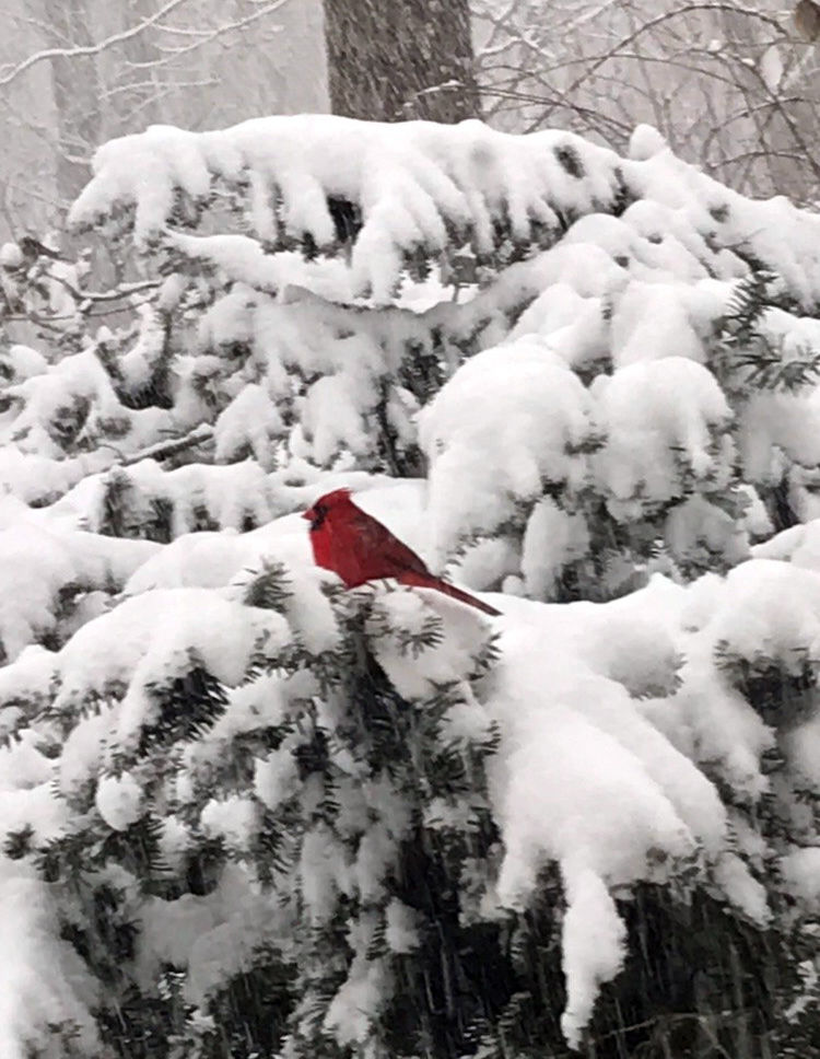 A cardinal waits among snowy tree branches. (Courtesy Kathleen Malone)