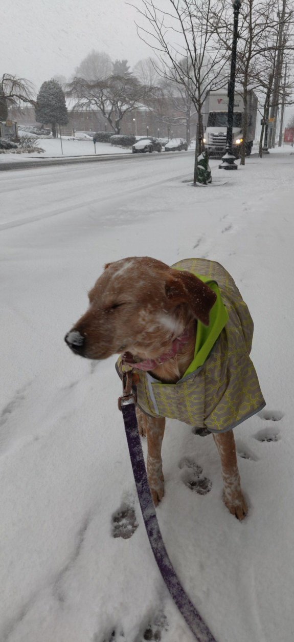 This very good dog braved the snowy weather Wednesday. (WTOP/Carlos Prieto)