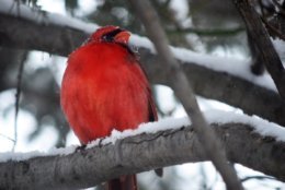 Northern cardinals take the snow and sleet in stride. (WTOP/Dave Dildine)
