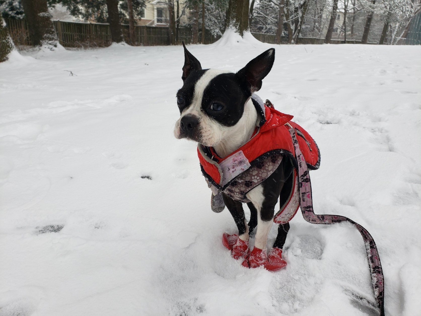 This Boston terrier does not appear to be enjoying Wednesday's weather in Vienna. (Courtesy @ReblandoPR via Twitter)