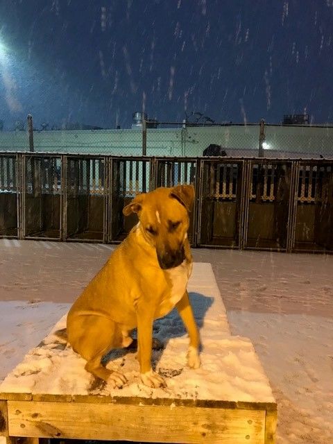 Dogs at the Lost Dog Rescue Kennel in Falls Church. check out the snow Wednesday. (Courtesy Elizabeth Gaffin)