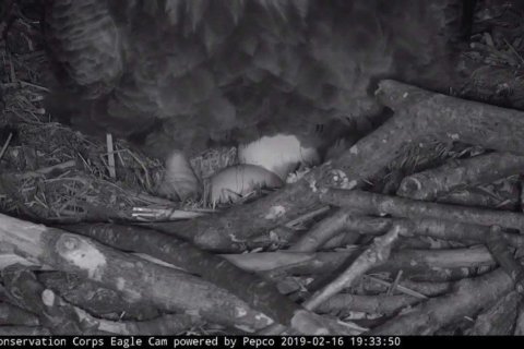 Liberty lays 2nd egg, as two male eagles vie for her attention; Justice still AWOL