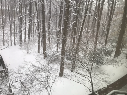 Snow coats a backyard in Garrett Park. (Courtesy Andy Field)