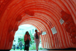 A Sylvester Comprehensive Cancer Center employee gives a tour inside a giant inflatable colon on display on the University of Miami Health System campus in Miami, Friday, March 22, 2013. The inflatable is part of the hospital's Colorectal Cancer Awareness Month community education outreach. (AP Photo/Suzette Laboy)