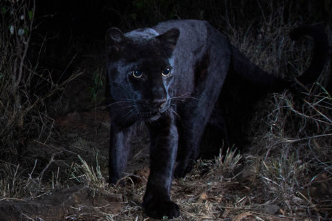 African black leopard photographed for the 1st time in over 100 years, scientist says