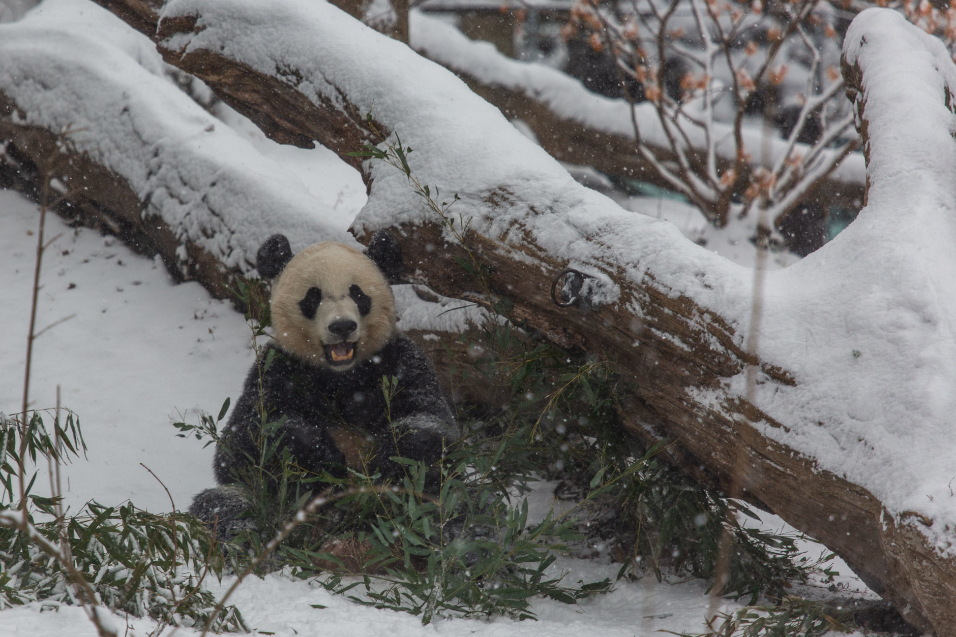 Atlanta Is the Only Place in US to See Pandas for Now. but Dozens