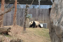 A panda walks its enclosure at the National Zoo. (WTOP/John Domen)