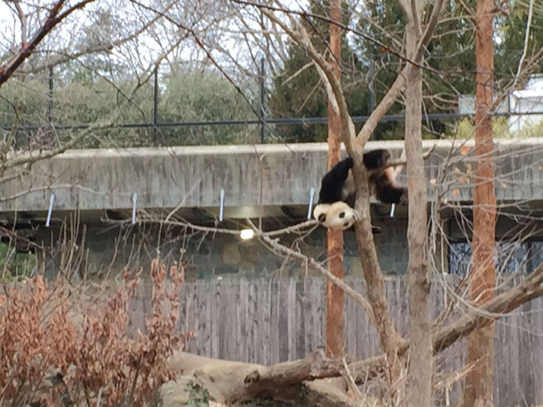 A giant panda climbs a tree at the National Zoo. (WTOP/John Domen)