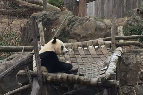WATCH: At National Zoo, new exhibit to learn about the same ol’ lovable pandas