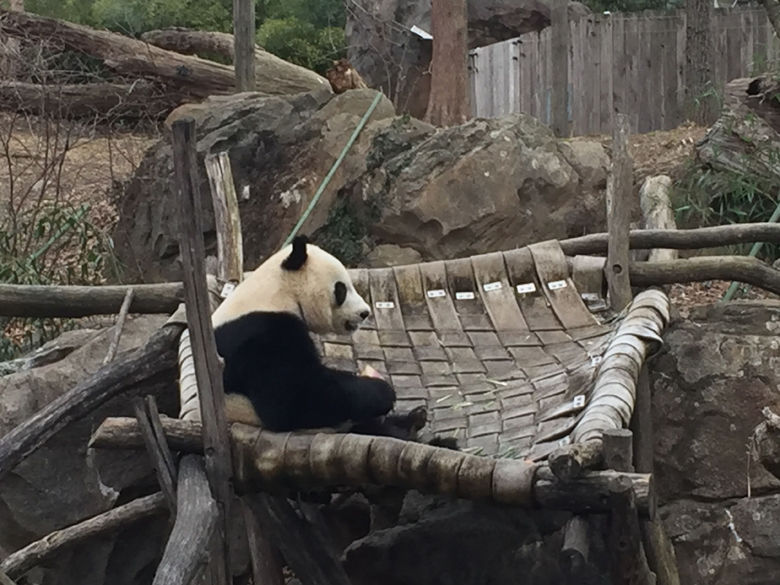A giant panda at the National Zoo in Washington, D.C. (WTOP/John Domen)