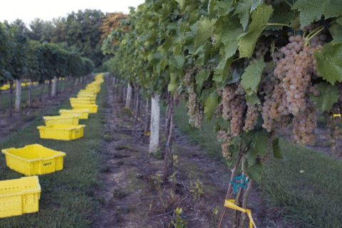 October is Virginia Wine Month, celebrating a $1.4 billion industry